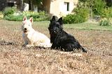 SCOTTISH TERRIER 235